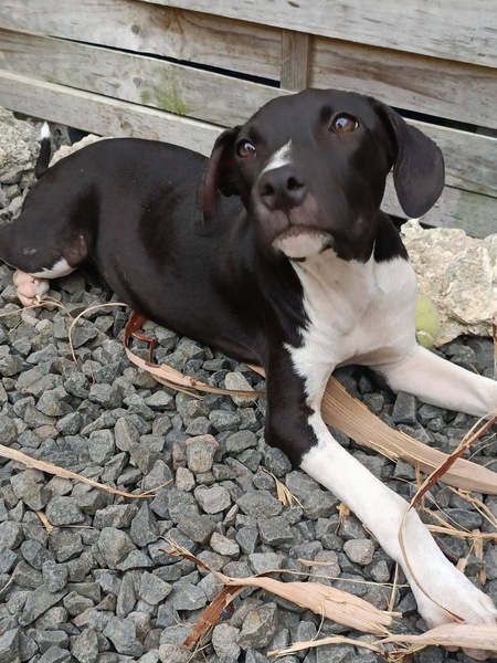Adopter Bora