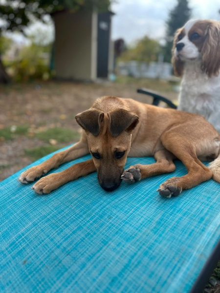 Adopter Aska
