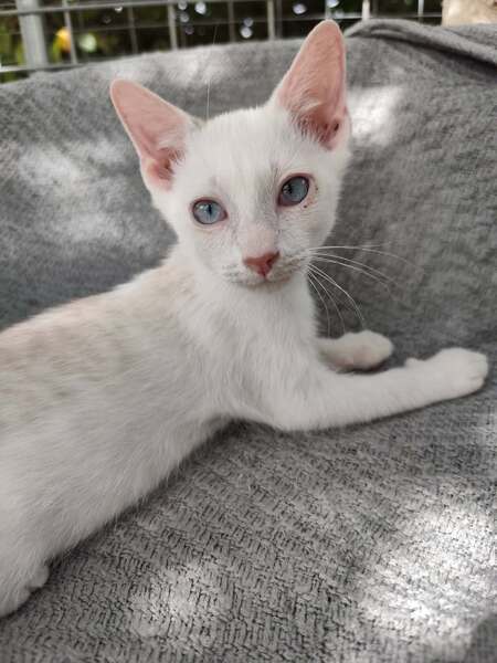 Adopter Bébé 