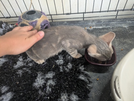 Adopter Boa