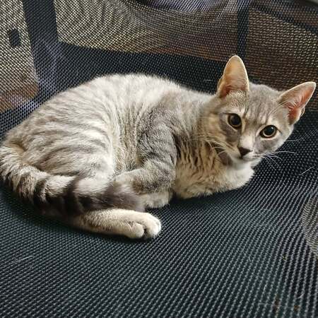 Adopter Malo