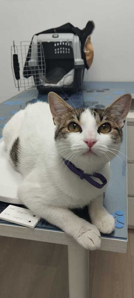 Adopter Lulu