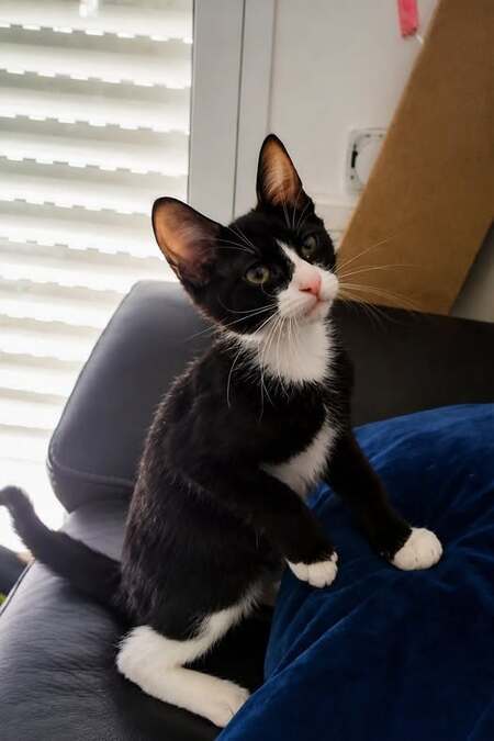 Adopter Dora