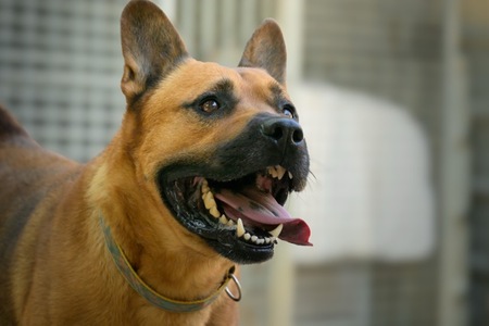 Adopter Tex
