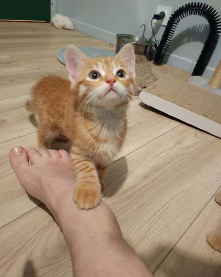 Adopter Maki et Onigiri