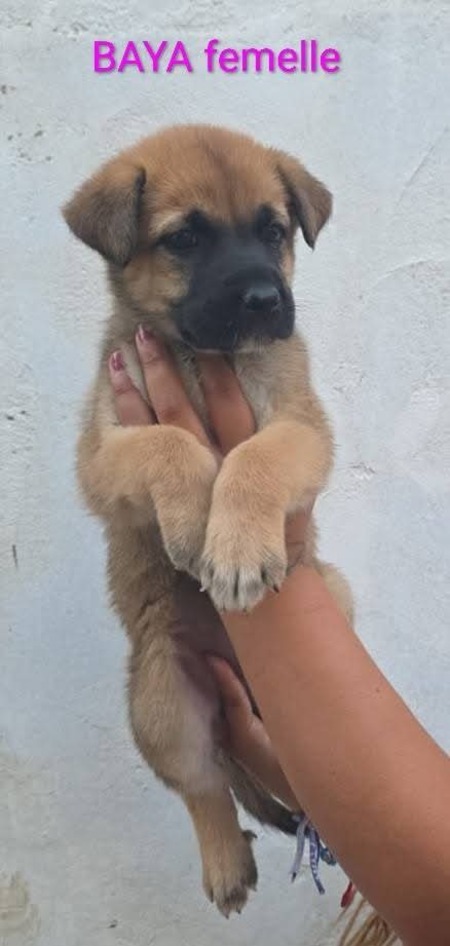 Adopter Baya