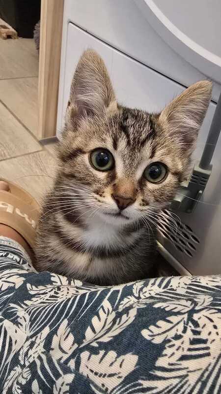 Adopter Bart