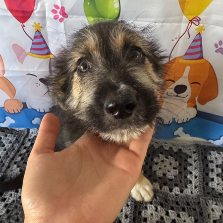 Adopter Maido