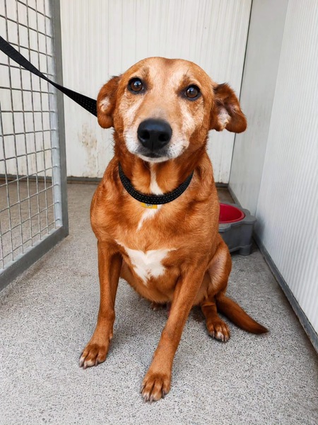 Adopter Benny