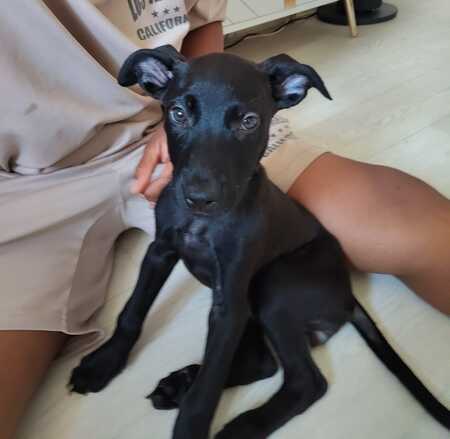 Adopter Alma