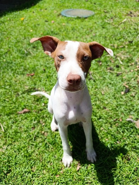 Adopter Bulle