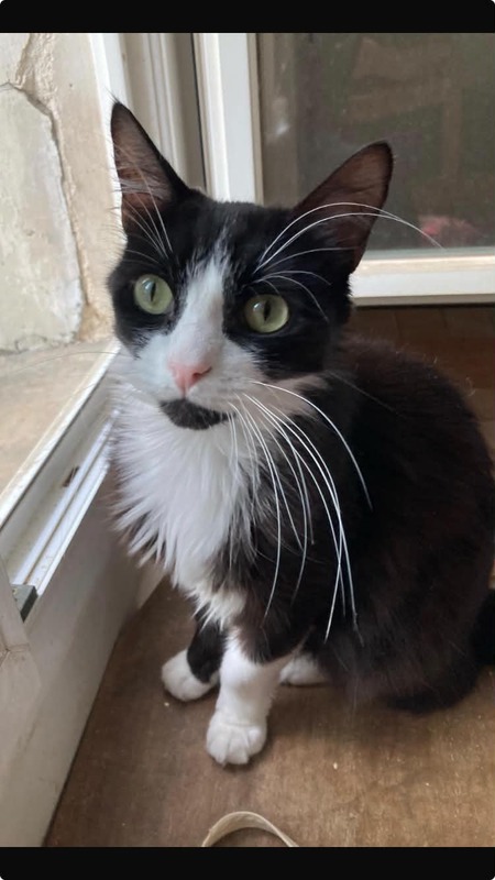 Adopter Jules