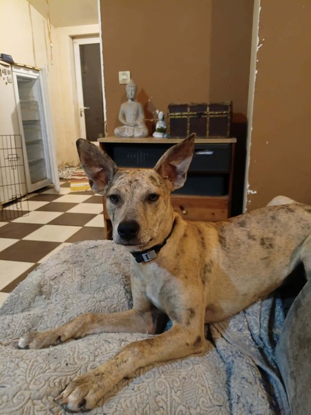 Adopter Bahia
