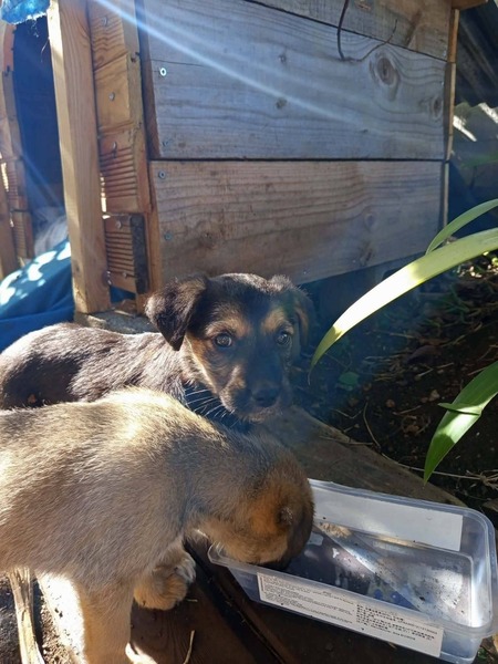 Adopter Salaze