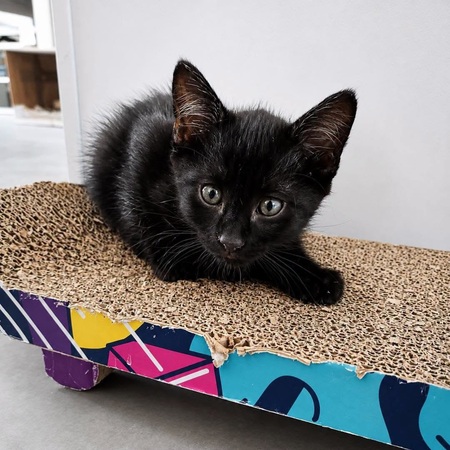 Adopter KHEOPS