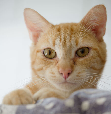 Adopter Mufassa