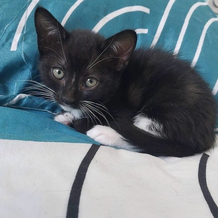 Adopter Ying 