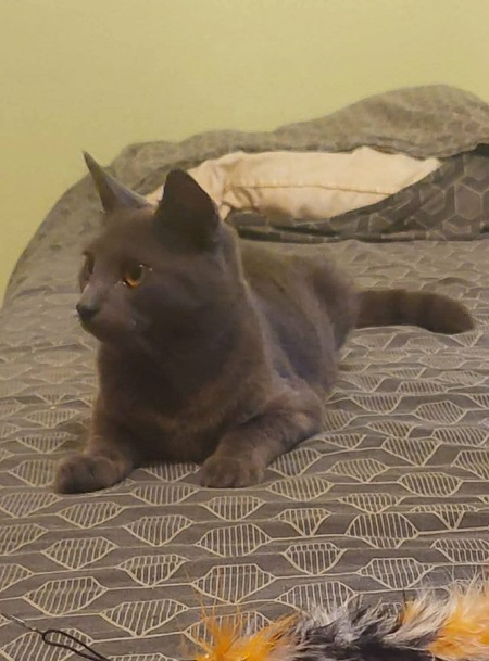 Adopter Grizzy