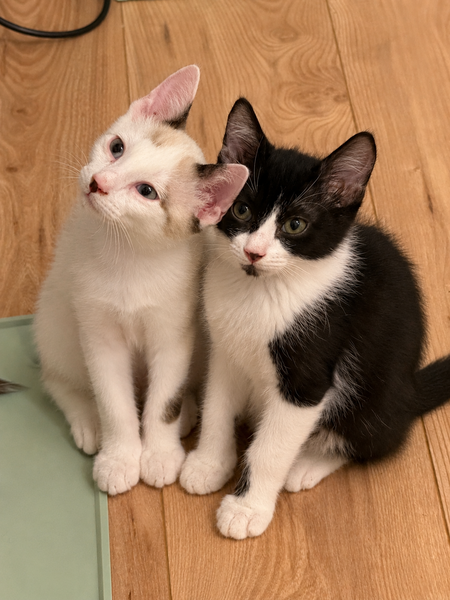 Adopter Jean
