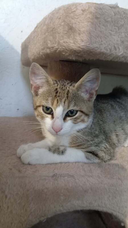 Adopter TITO