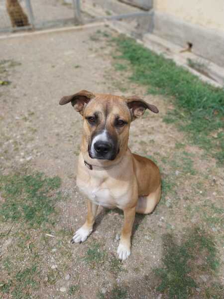 Adopter Iris