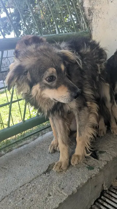 Adopter Ulysse