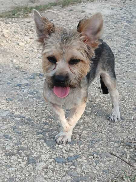 Adopter Mario