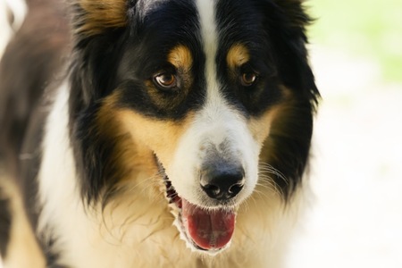 Adopter Newton