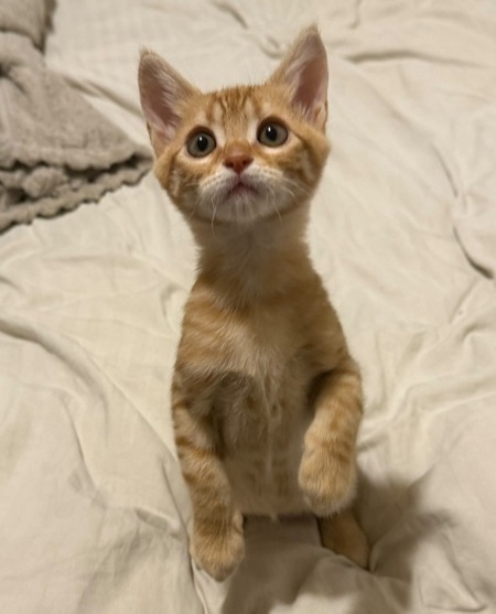 Adopter Léo