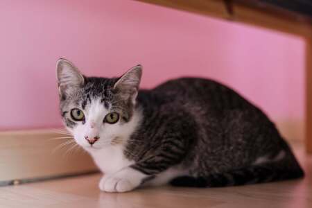Adopter Beline
