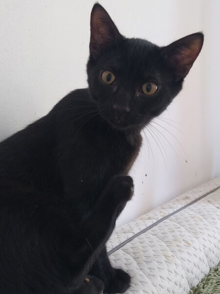 Adopter Oslo