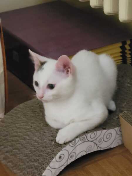 Adopter BIRDIE 