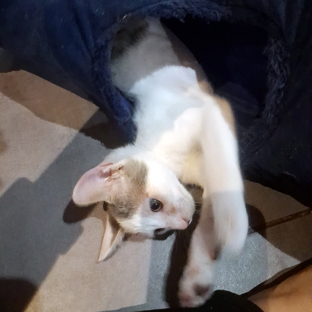 Adopter OPI