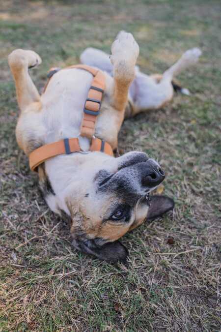 Adopter Noname