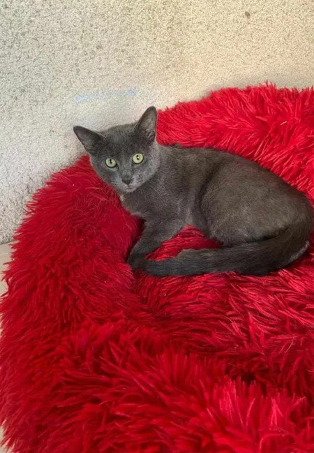 Adopter Bobby