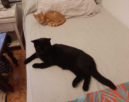 Adopter Alvin