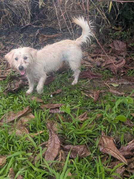 Adopter Kibi
