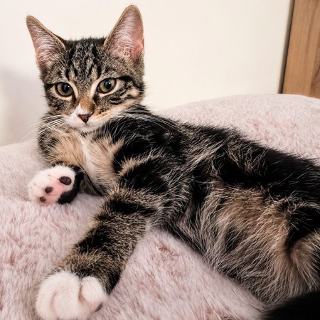 Adopter Chaussette