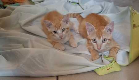 Adopter Bido