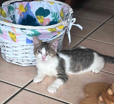 Adopter Biloute