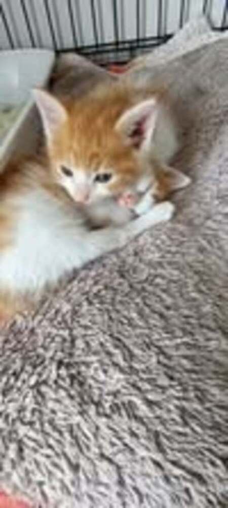 Adopter Walter