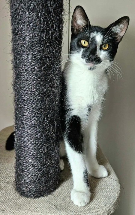 Adopter PISTON