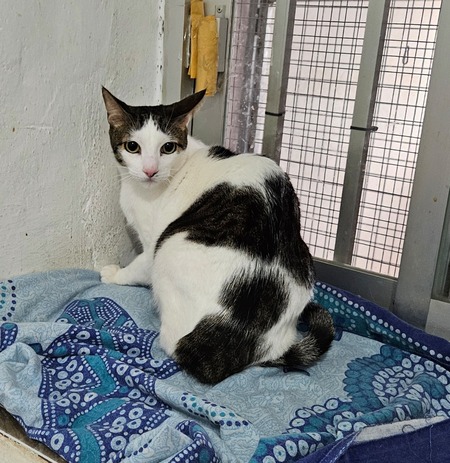 Adopter Pipo et Felipe