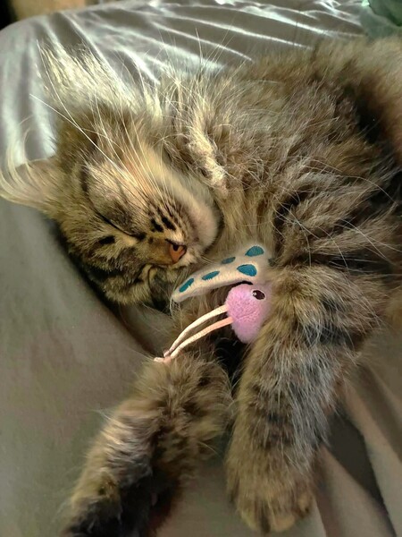 Adopter Tilie