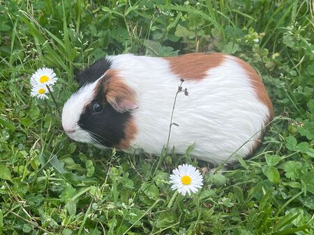 Adopter Speedy