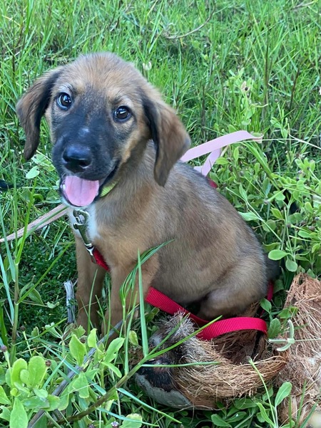 Adopter Zelda
