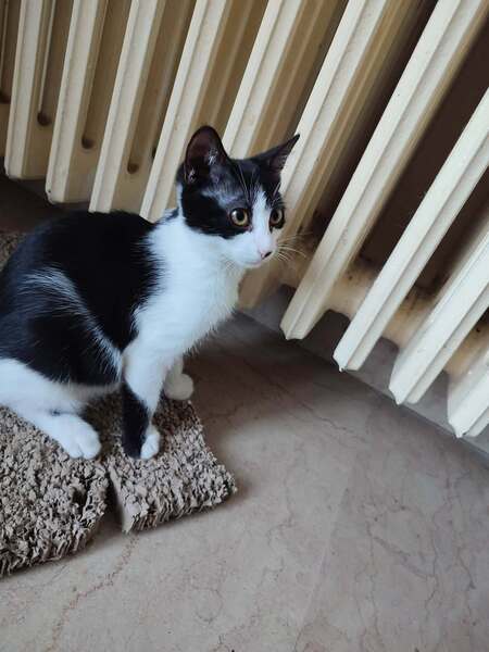 Adopter BELLA°
