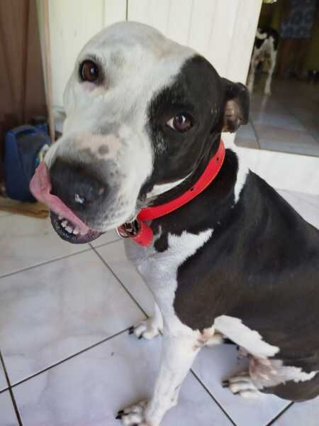 Adopter Métisse