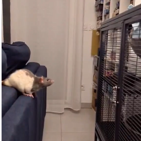 Adopter Neil