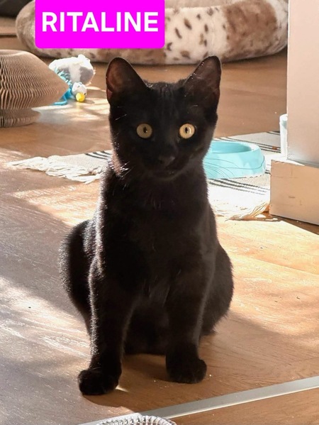 Adopter Ritaline